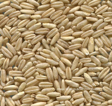 Oat groats are the hulled oat kernel