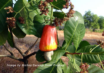 The nut-bearing cashew tree originates from Brazil. Nowadays, it is grown around the world particularly in Vietnam, India, Indonesia, the Philippines, Benin and the Ivory Coast. 