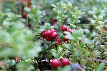 Cranberry fruit plant