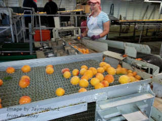 Mass food processing serves a vital role. You get to enjoy foods from other parts of the world, even within a country. 