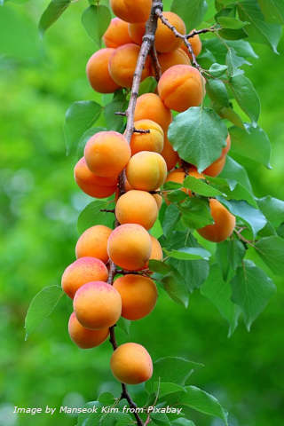 The process of drying apricots starts with picking the fresh fruits that are "eating ripe" meaning firm and sweet.