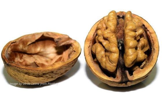 The shell of a walnut looks like a tiny brain. Science-back study shows that walnut,  polyphenol-rich food is associated with better cognitive function in older adults.